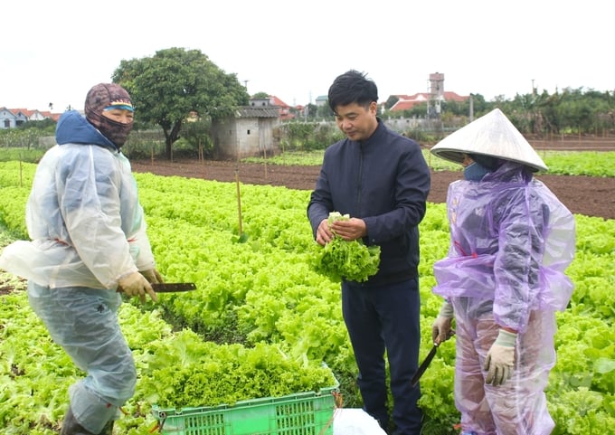 Theo ông Nguyễn Hữu Hưng (giữa), Giám đốc HTX Dịch vụ nông nghiêp tổng hợp xã Yên Phú (Yên Mỹ, Hưng Yên), nhờ tuân thủ quy trình sản xuất của Dự án hướng dẫn, năng suất rau đã cao hơn 10 - 15%, giá bán sản phẩm cao hơn 10 - 20% so với trước đây. Ảnh: Trung Quân.