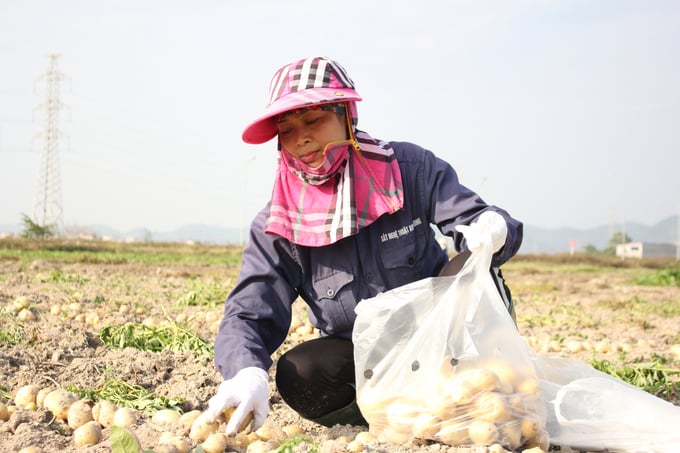 Thu hoạch kịp thời cây vụ đông đã đến thời kỳ thu hoạch để đảm bảo năng suất và chất lượng. Ảnh: TL.