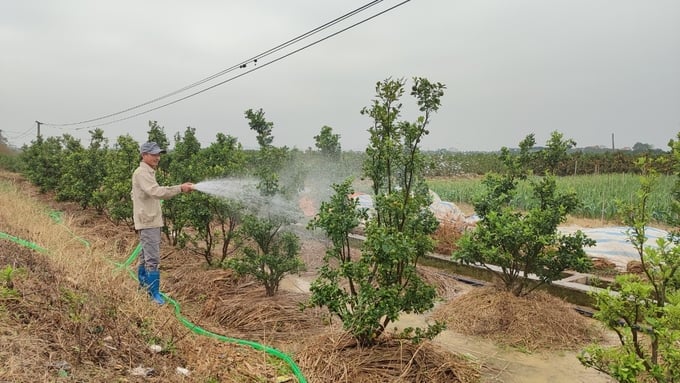 Nông dân Bình Khê vui mừng vì giá quất được thương lái trả cao hơn so với năm ngoái. Ảnh: Cường Vũ