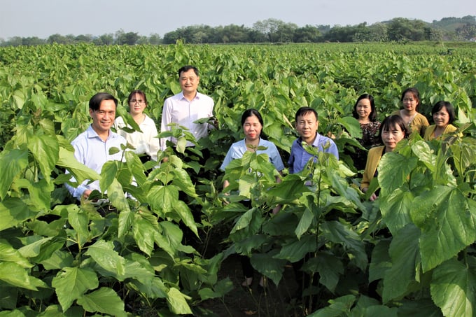 Quy hoạch phát triển trồng dâu nuôi tằm cần chú trọng tới những vùng có lợi thế so sánh, vùng đất bãi ven sông, trung du miền núi. Ảnh: Thanh Tiến.