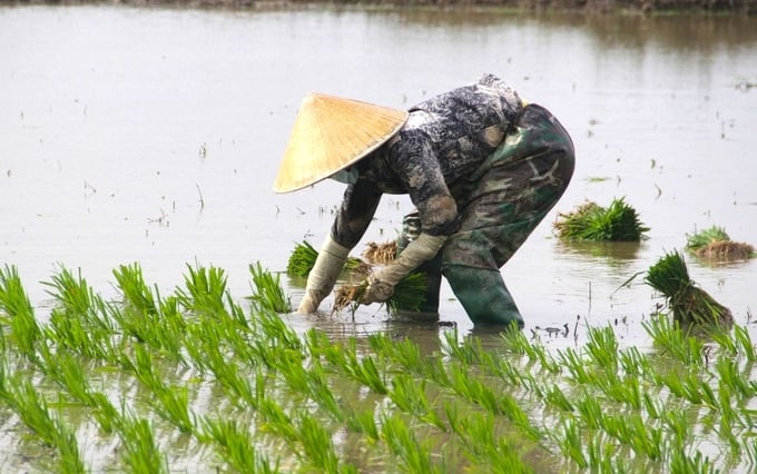 Trung tâm Khuyến nông Quốc gia khuyến cáo, chỉ gieo cấy lúa khi nhiệt độ trên 15 độ C. Ảnh: TL.