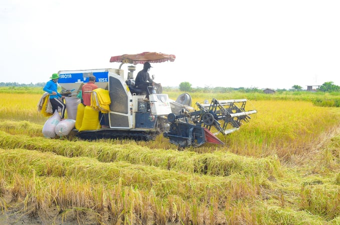 Những ngày cận Tết, nông dân huyện Vĩnh Thuận đang đón niềm vui lớn khi các diện tích lúa - tôm vừa trúng mùa, vừa được giá. Ảnh: Diễm Trang.