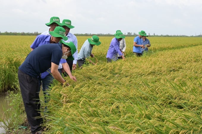 Nông dân tham quan đánh giá giống trên cánh đồng liên kết bao tiêu của Vinarice.