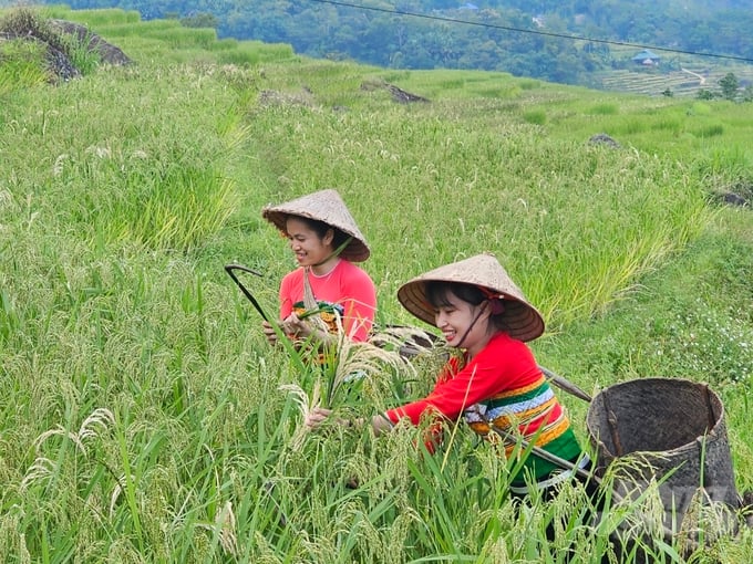 Pù Luông đẹp nhất vào mùa lúa chín. Ảnh: Quốc Toản.