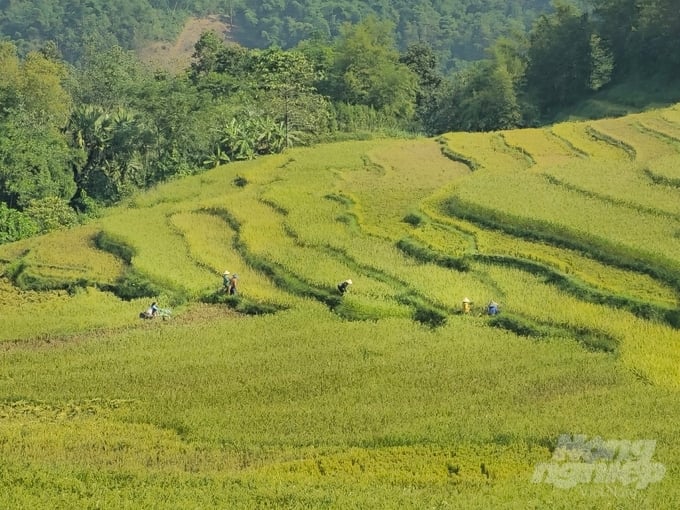 Những thửa ruộng bậc thang là 'đặc sản' tại Pù Luông. Ảnh: Quốc Toản. 