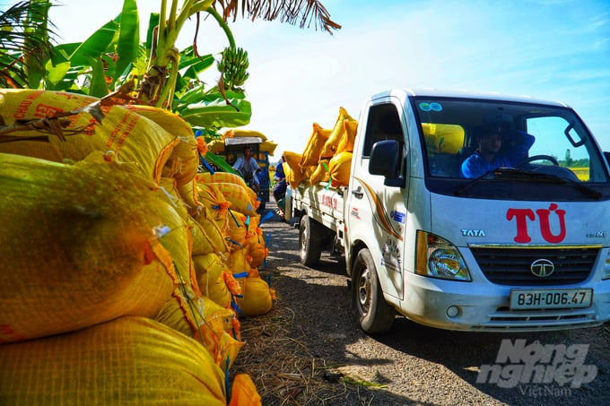 Doanh nghiệp liên kết cho nhân sự và phương tiện xuống tận ruộng kiểm tra và vận chuyển về kho dự trữ. Ảnh: Kim Anh.