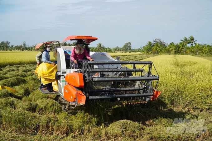 Trúng mùa, trúng giá, bà con nông dân ở xã Long Đức, huyện Long Phú vô cùng phấn khởi, tất bật vào vụ thu hoạch lúa đông xuân 2023 – 2024. Ảnh: Kim Anh.