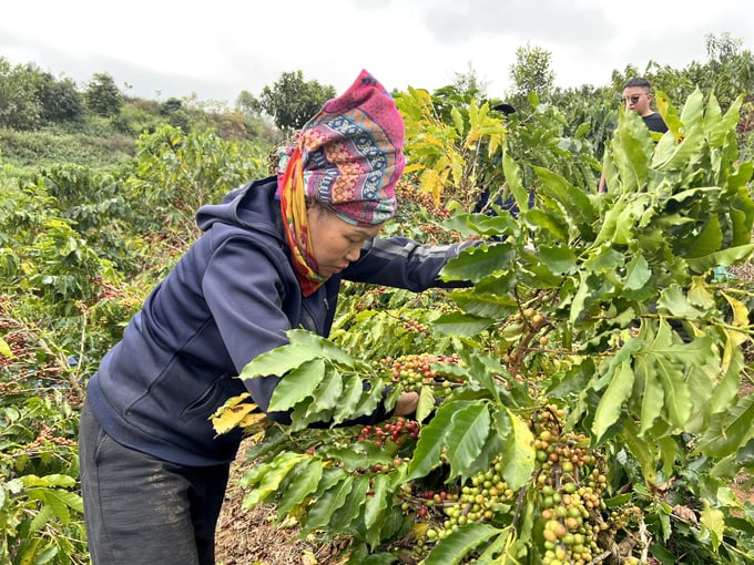 Nông dân thu hoạch cà phê. Ảnh: Sơn Trang.