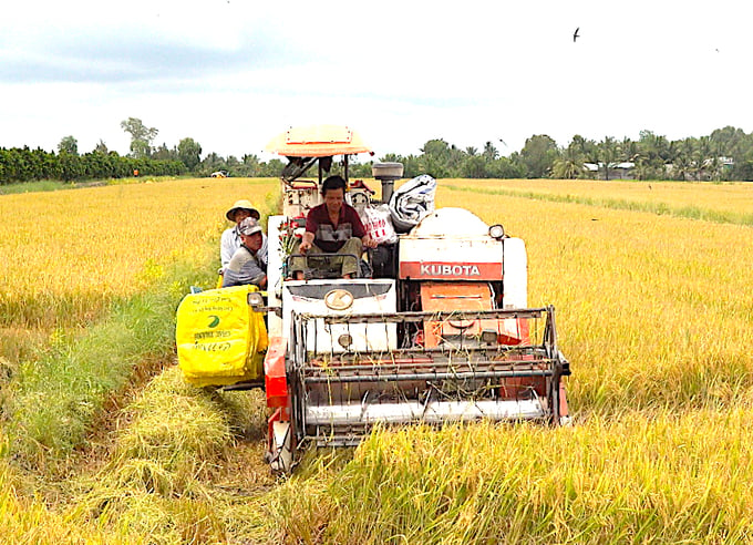 Nông dân Tiền Giang trúng mùa được giá vụ thu đông 2023. Ảnh: Minh Đảm.