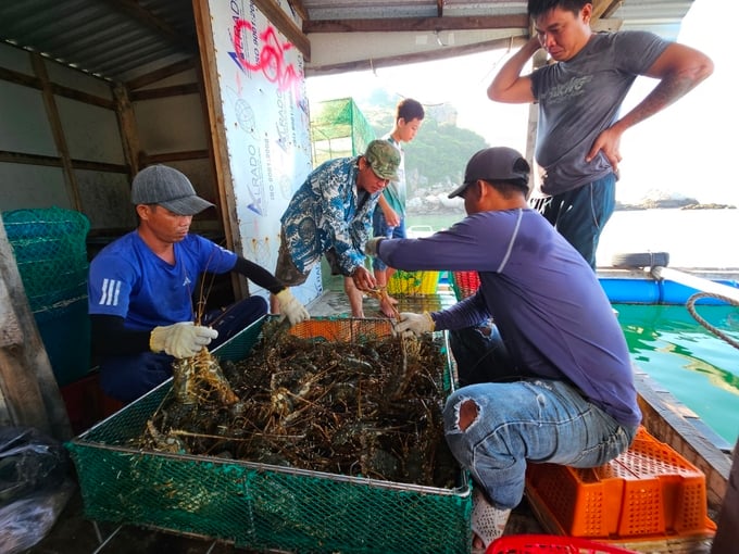 Nhiều người nuôi tôm hùm xanh thu tiền tỷ, nhờ nuôi tôm thuận lợi bán được giá. Ảnh: KS.