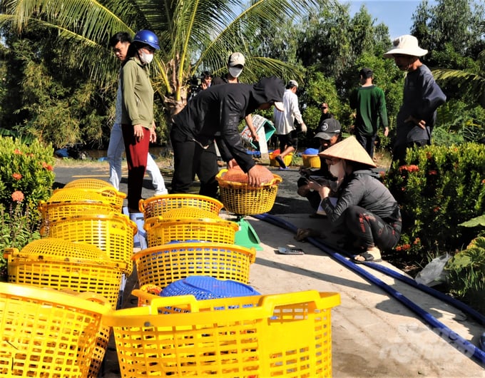 Sản xuất tôm - lúa đã trở thành hệ thống canh tác được nông dân nuôi đa loài gồm tôm sú, tôm thẻ chân trắng, tôm càng xanh và cua biển, mang lại đa giá trị, tăng thêm thu nhập. Ảnh: Trung Chánh.