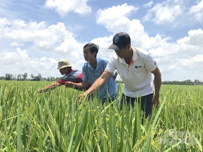 Qua đào tạo, kết quả về tỷ lệ áp dụng 3 giảm 3 tăng chung của Tiền Giang là 94,19% về số hộ và 94,79% về diện tích; tỷ lệ áp dụng 1 phải 5 giảm là 97,91% về số hộ và 99,05% về diện tích. Ảnh: Minh Đảm.