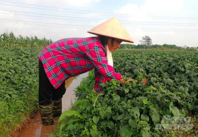 Nhiều gia đình đã khéo léo quay vòng 2 vụ màu, 1 vụ ngưu tất hoặc 1 vụ ngưu tất, 1 vụ màu (ngô, dưa lê), 1 vụ lúa mùa để tăng thu nhập. Ảnh: Trung Quân.