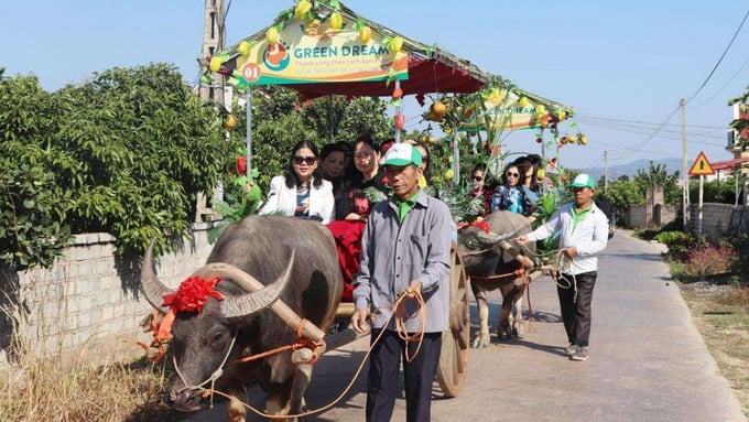 Hay du lịch xe trâu trên những con đường nông thôn mới ngắm vườn vải Lục Ngạn trải dọc theo những quả đồi...