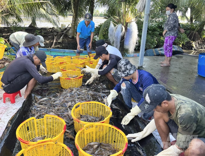 Giá tôm sau nhiều tháng giảm liên tục bắt đầu tăng trở lại. Ảnh: Trọng Linh.