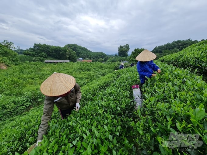 Từ những người nông dân cần cù, chịu khó và sáng tạo, huyện Đồng Hỷ đã có cánh đồng trăm tỷ, nghìn tỷ. Ảnh: Đào Thanh.