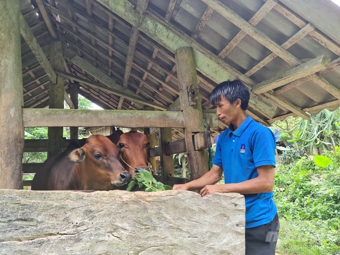 Anh Ngô Văn Tô chăm sóc đàn bò của gia đình. Ảnh: Đào Thanh.