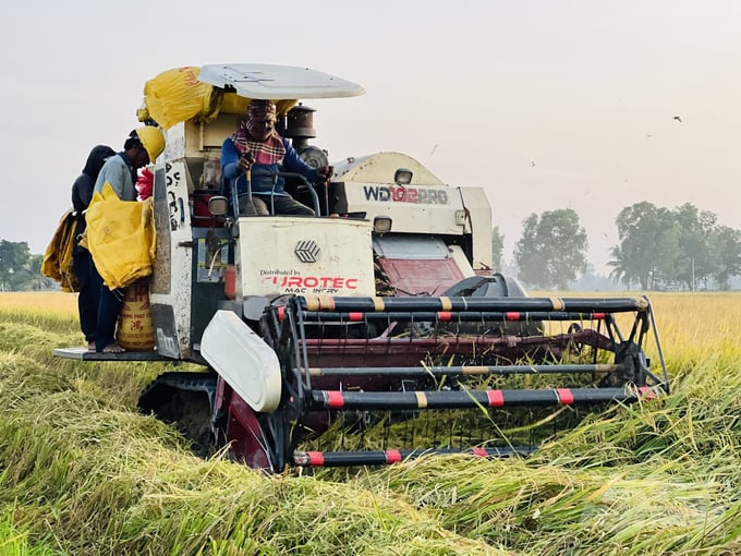 Giá lúa vụ mùa tại Cà Mau hiện dao động từ 8.200 - 10.000 đồng/kg, cao nhất từ trước đến nay. Ảnh: Trọng Linh.