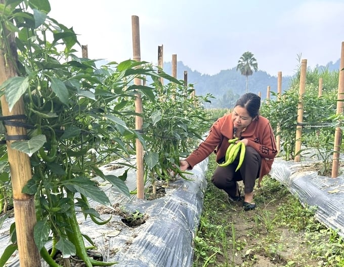 Chị Quan Thị Hằng, cán bộ khuyến nông của Trung tâm Dịch vụ nông nghiệp huyện Chiêm Hóa kiểm tra mô hình trồng ớt tại xã Hòa An, huyện Chiêm Hóa. Ảnh: Đào Thanh.