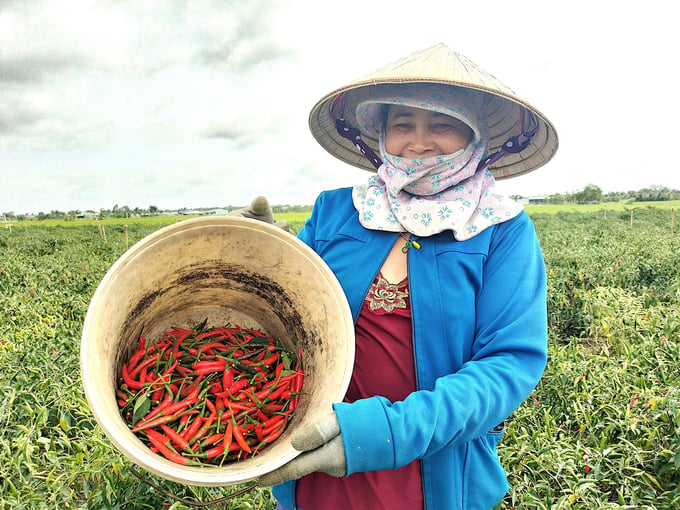 Cây ớt là cây trồng mang lại hiệu quả cao hơn gần 10 lần so với cây lúa. Ảnh: Minh Đảm.