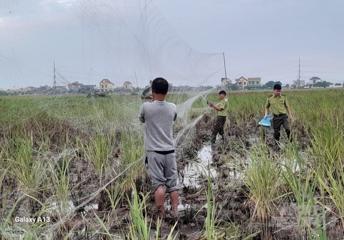 Cán bộ hạt kiểm lâm Giao Xuân Thủy triệt phá một bụ giăng lưới bắt chim trời trong năm 2023.