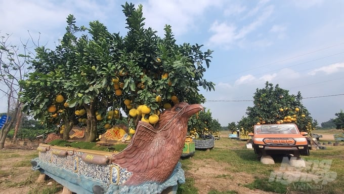 Một chiếc 'thuyền bưởi' đầu chim mình cá trồng được 3 cây bưởi quả sai trĩu có kích thước trên 3 mét chiều dài...