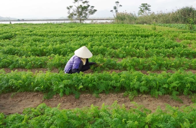 Vùng rau xanh trên cồn nổi Phú Ninh những ngày giáp Tết. Ảnh: T. Đức.