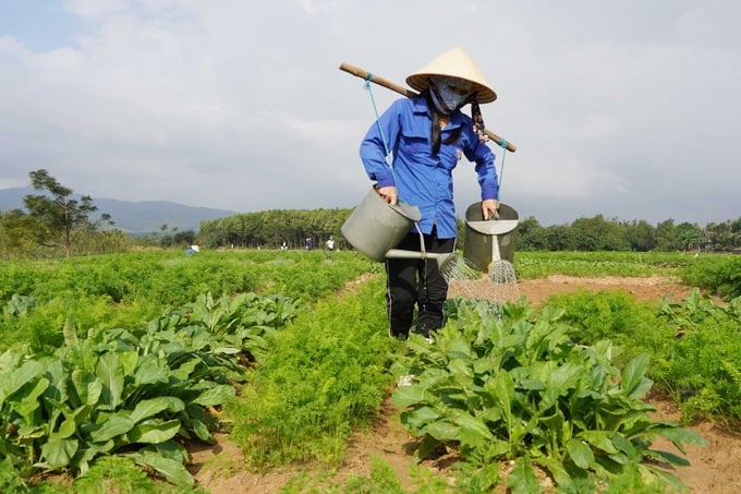 Buổi sáng, bà con chăm sóc, tưới rau trên cồn nổi. Ảnh: T. Đức.