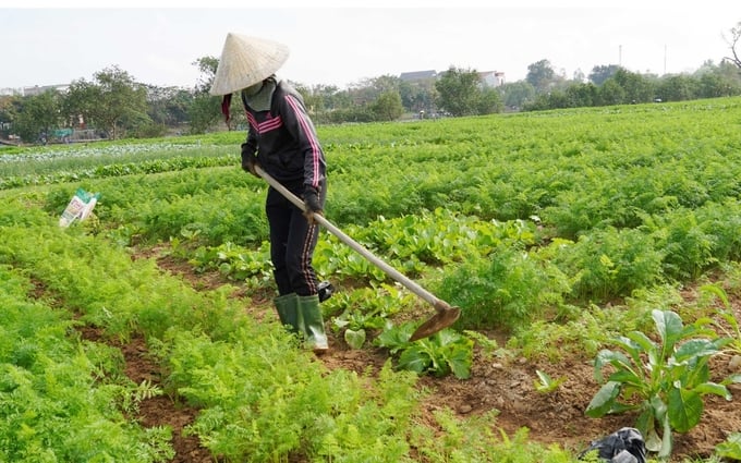 Bà con trồng rau theo cách xen canh, gối vụ để luôn có thu hoạch mỗi ngày. Ảnh: T. Đức.