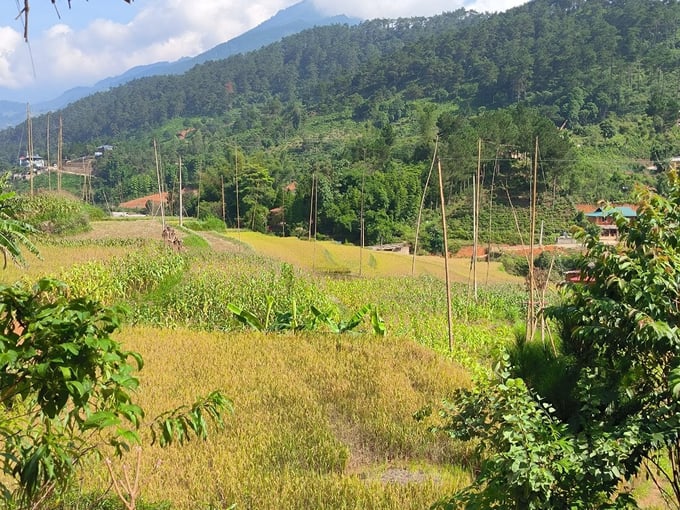 Những chiếc bẫy chim trời đã phá mất khung cảnh hoang sơ tại Trạm Tấu. Ảnh: Hùng Khang.