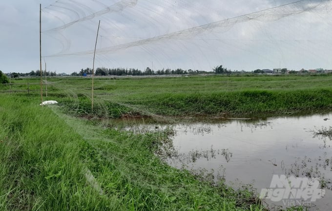 Lưới tàng hình được đội săn bắt chim trời giăng trên cánh đồng...