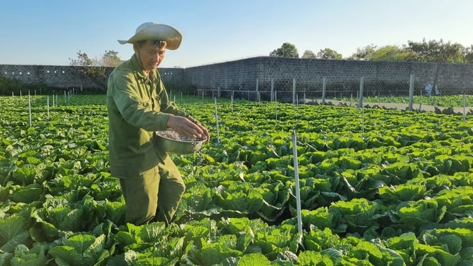 Người dân đang tích cực chăm sóc vườn rau phục vụ thị trường Tết. Ảnh: Tuấn Anh.