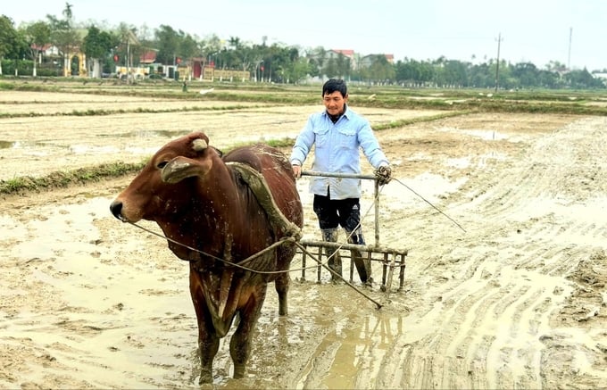 'Đồng ruộng ở Hương Sơn hầu hết manh mún, bậc thang và sâu trũng nên máy móc cơ giới khó đưa vào sản xuất. Ruộng gia đình tôi đã gieo gần hết nên hôm nay tôi tranh thủ bừa lại 3 sào ruộng giúp nhà hàng xóm để xuống giống xong trước tết', một nông dân ở xóm Hồ Sơn chia sẻ.