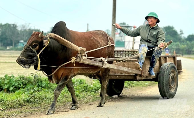 Hiện nay đang cao điểm sản xuất vụ lúa xuân năm 2024 nên bà con nông dân tranh thủ xuống đồng làm đất, gieo cấy trước tết.