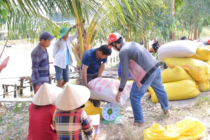 Không chỉ trúng mùa, vụ lúa - tôm đông xuân năm nay, lúa còn được doanh nghiệp liên kết, bao tiêu với giá rất cao. Ảnh: Diễm Trang.