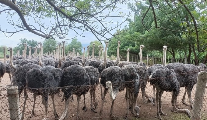 Chăn nuôi đà điểu thương phẩm tại Trung tâm Giống đà điểu Khatoco Ninh Hòa tại thị xã Ninh Hòa, tỉnh Khánh Hòa. Ảnh: Kim Sơ.