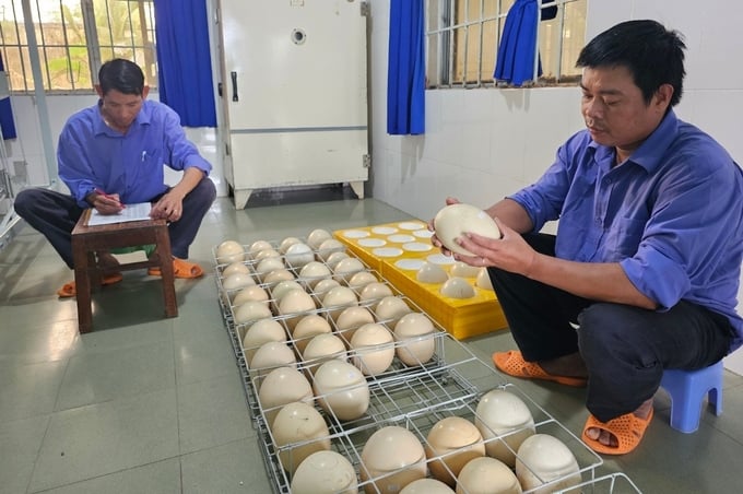 Công nhân kiểm tra, phân loại trứng đà điểu. Ảnh: Kim Sơ.