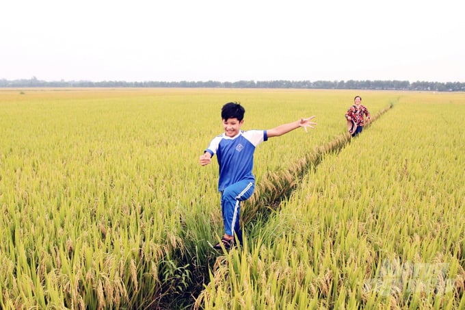 Cánh đồng lúa canh tác thuận tự nhiên trong lành, gợi lại ký ức tuổi thơ. Ảnh: Võ Dũng.