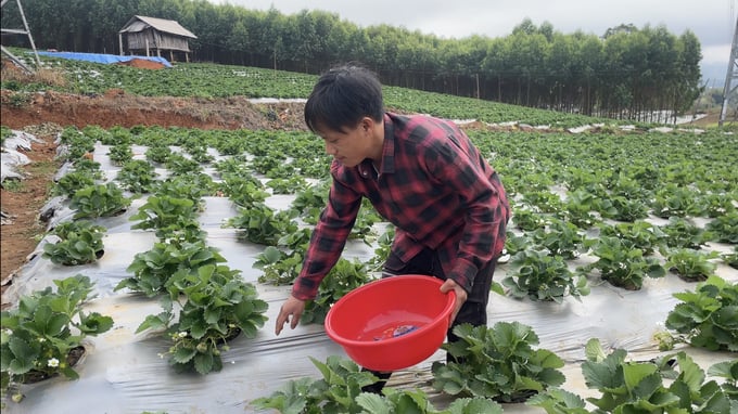 Anh Mù A Chú gửi con cho ông bà, đến hết vụ ngô lại tìm việc làm ở các nhà vườn trồng dâu tây. Ảnh: Minh Toàn.