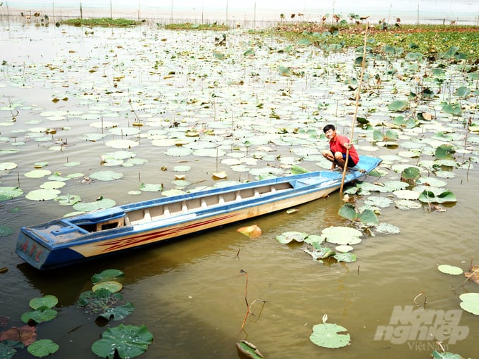 Anh Giang Thái Bình giữa cánh đồng lúa tích nước lũ thả cá tự nhiên. Ảnh: Hồng Thủy.