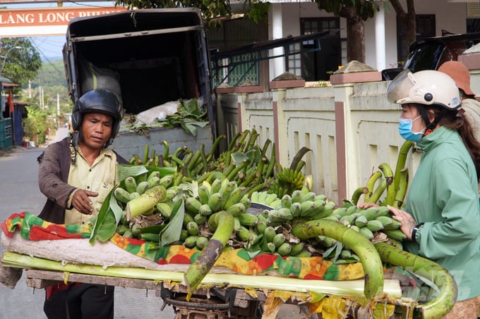 Chuối nguyên liệu không ế. Ảnh: Võ Dũng.