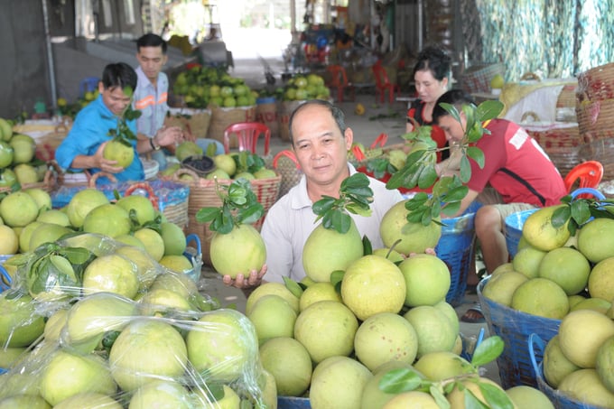 Thương lái thu mua bưởi để cung cấp cho thị trường Tết. Ảnh: Lê Hoàng Vũ.