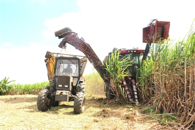 Máy thu hoạch mía có công suất 300 tấn/ngày. Ảnh: Tuấn Anh.