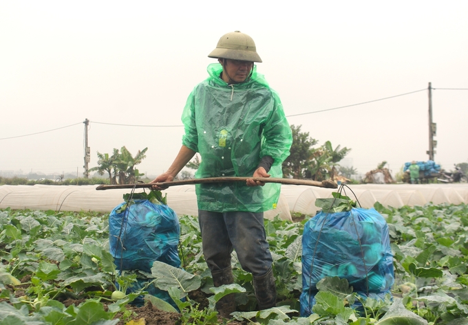 Ông Nguyễn Văn Nam, thôn Trung Oai, xã Tiên Dương (huyện Đông Anh) phấn khởi khi giá bán su hào đang ở mức cao. Ảnh: Trung Quân.