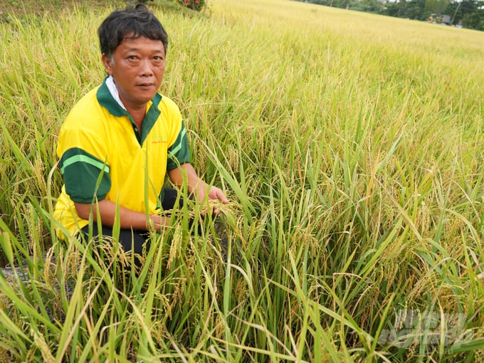 Vợ chồng anh Tâm có đến 13ha lúa, trong đó 10ha canh tác hướng hữu cơ. Ảnh: Hồng Thủy.