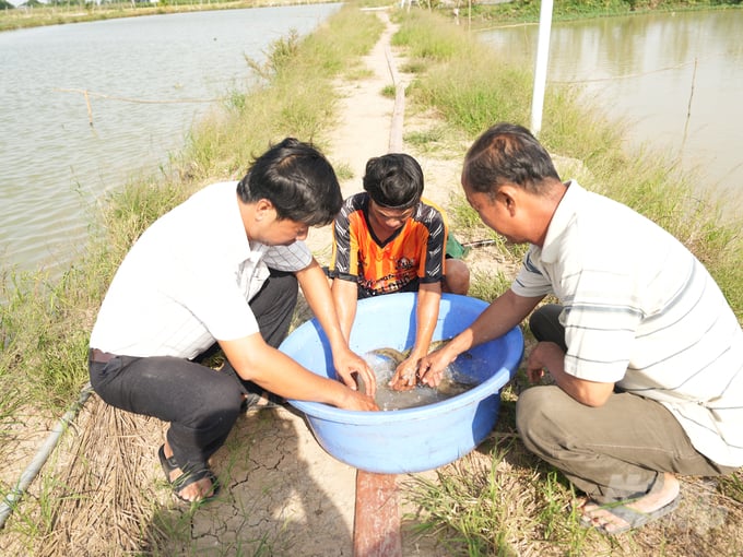 Chạch lấu và heo đuôi đỏ là 2 loài cá dễ nuôi, thu nhập gấp hàng chục lần trồng lúa. Ảnh: Hồng Thủy.